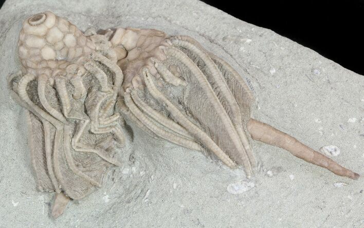 Pair of Macrocrinus Crinoid Fossils - Crawfordsville, Indiana #48419